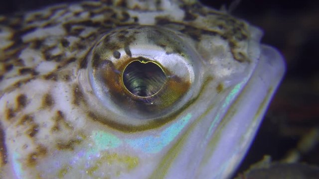 The eye of the fish Greater weever (Trachinus draco), supermacro.
