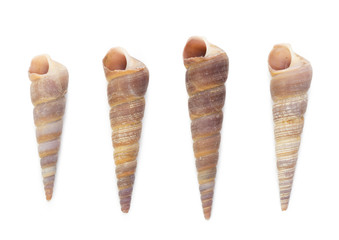 Seashell isolated on white background