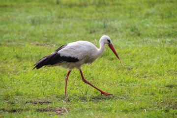 White Stork is Walking on the grass in rural area in germany