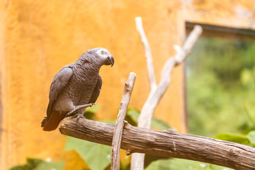 Grey parrot posing from a branch with orange background