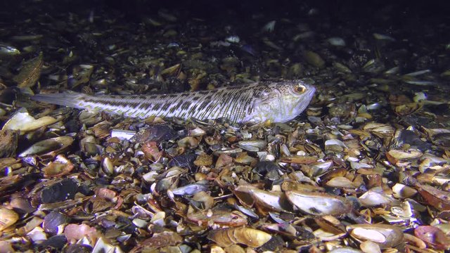 Semi-buried fish Greater weever (Trachinus draco) waits for a convenient moment to attack the horse mackerel, that swim above the predator.
