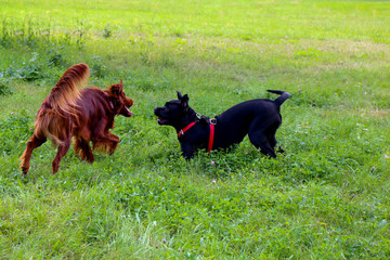 Irish setter and cane corso play in the summer city park.Two dogs.