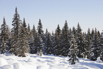 Mountain range Zuratkul, winter landscape. Snowdrifts near forest