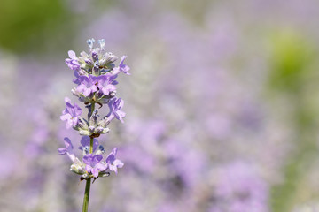Macro shot of a beautiful lavender blossom on a bright sunny day against blurred natural purple green background