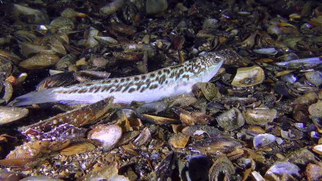 Dangerous fish Greater weever (Trachinus draco) lies on the bottom, then buries into the ground.
