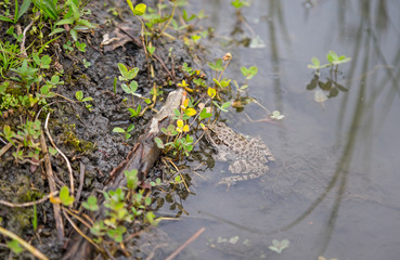 frog