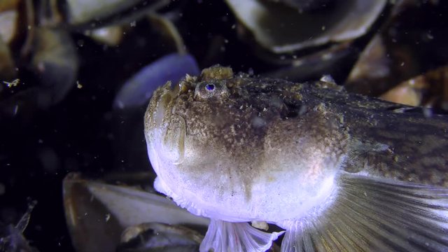 Bottom fish Atlantic stargazer (Uranoscopus scaber) oscillation of the tongue similar to the worm, attracts prey, close-up.

