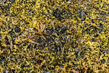 Seaweed Structure Water