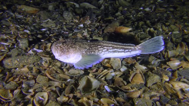 Sea fish Atlantic stargazer (Uranoscopus scaber) lies on the shell bottom, medium shot.

