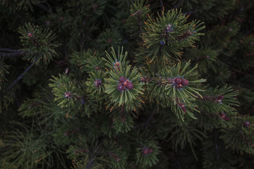 Pine buds with dark background