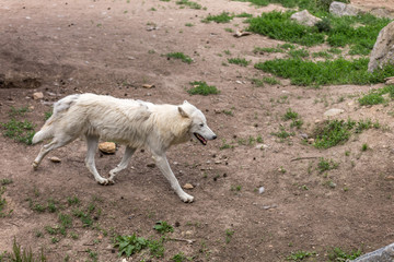 White wolf running on brown ground earth with rocks and grass on the background