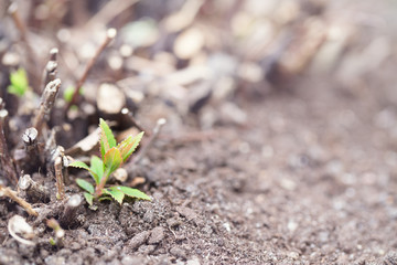 Spring sprout of a bush among the gray soil