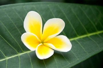 plumerias