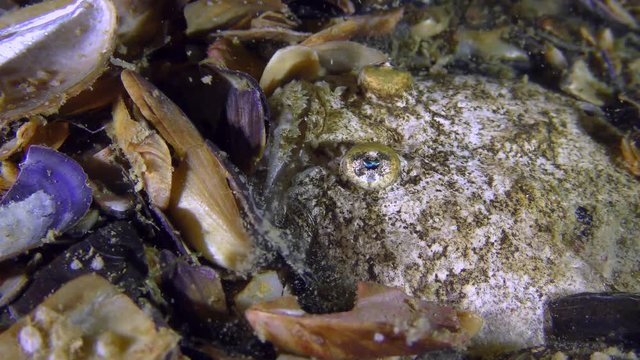 Head Atlantic stargazer fish (Uranoscopus scaber) buried in the bottom, close-up.

