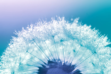 Dandelion closeup with water drops on a blue background. Beautiful macro of the dandelion.