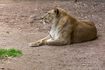 African lioness female resting on the floor - side view