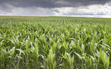 champ de maïs sous ciel nuageux