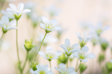 Small white flowers on a delicate pink background. artistic image of flowers saxifrage.