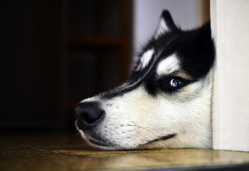 Bored Husky lying on the floor