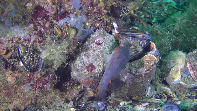 A pair of fish (male and female) Connemarra clingfish (Lepadogaster candolii) among the stones.
