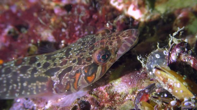 Marine fish Connemarra clingfish (Lepadogaster candolii) rotates the eyes exploring the neighborhood, portrait.
