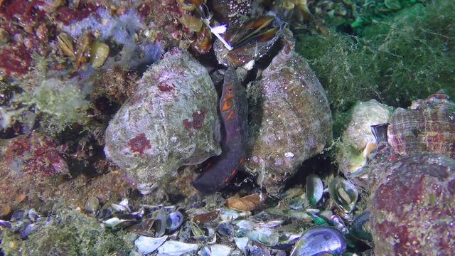 Cute fish Connemarra clingfish (Lepadogaster candolii): male on the gastropod shell.

