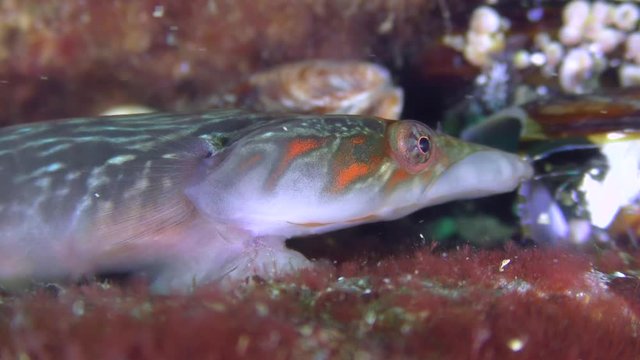 Sea fish Connemarra clingfish (Lepadogaster candolii) eats something, portrait.
