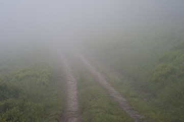 Trail through a forest in fog
