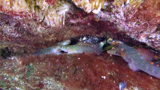 Two pairs of Connemarra clingfish (Lepadogaster candolii) fish enter into conflict on the border of their territory.
