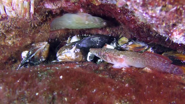 Two females Connemara clingfish (Lepadogaster candolii) come into conflict with each other.
