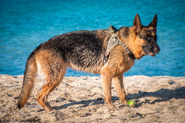 Dog running near the sea