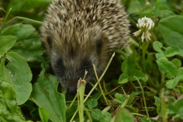hérisson 