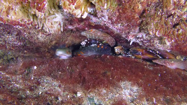 Several Connemarra clingfish (Lepadogaster candolii) fish enter into conflict on the border of the territory.
