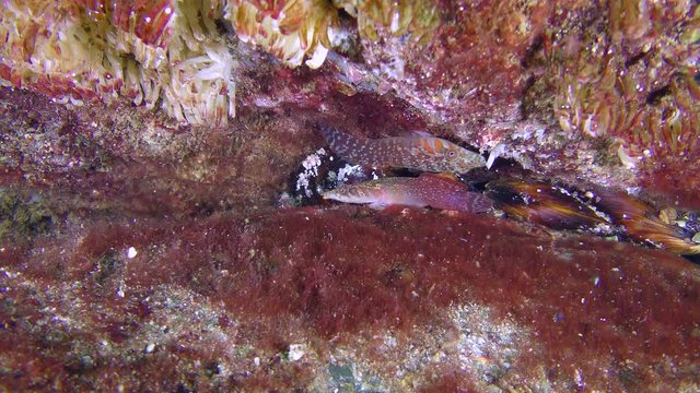 A pair of fish (male and female) Connemarra clingfish (Lepadogaster candolii) among the stones on its territory.

