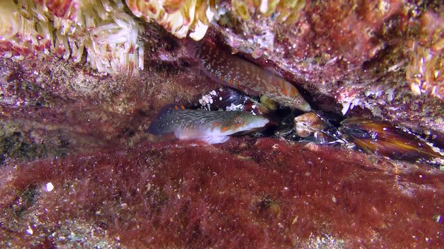 Two male Connemara clingfish (Lepadogaster candolii) follow a parallel course.
