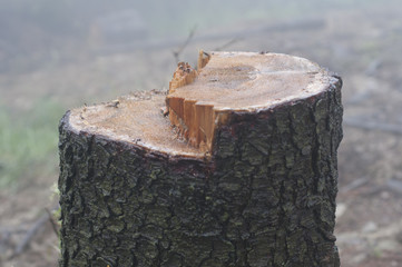 An old stump in the forest
