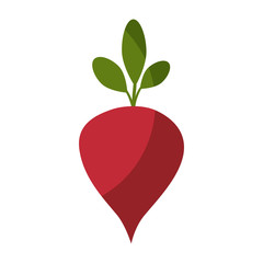 beetroot vegetable icon over white background vector illustration