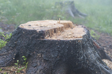 An old stump in the forest
