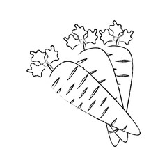 carrots vegetable icon over white background vector illustration