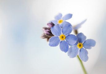Close up of blooming  forget-me-not or myosotis  flower. - obrazy, fototapety, plakaty