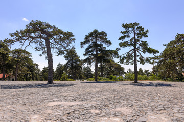 Trees of Cyprus