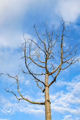 Leafless Tree On Beautiful Sky,Thailand.