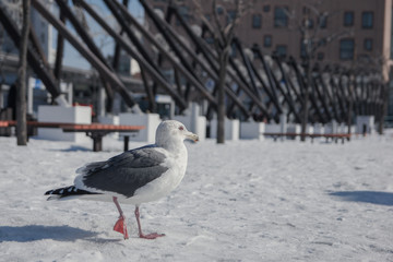Snow Bird in Japan