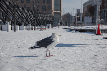 Snow Bird in Japan