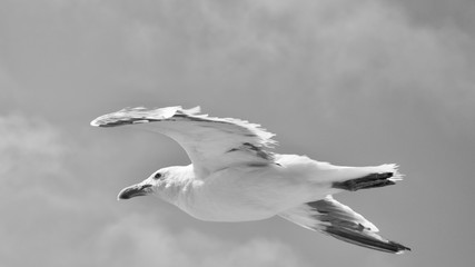 Seagull in Black and White