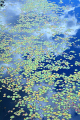 Fototapeta na wymiar アサザの浮葉のある景色　-　Fringed Water-lily, Yellow Floating-heart or Water Fringe (Nymphoides peltata) in Japanese summer