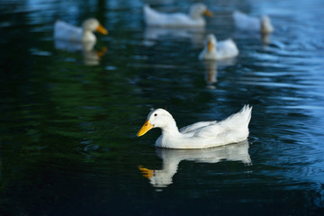White duck floating in an artificial pond