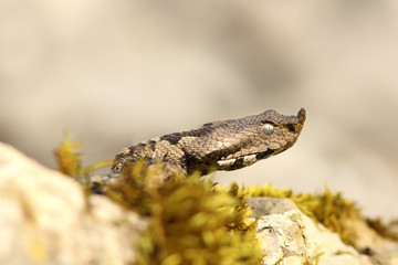 nose horned viper closeup of headnose horned viper closeup of head