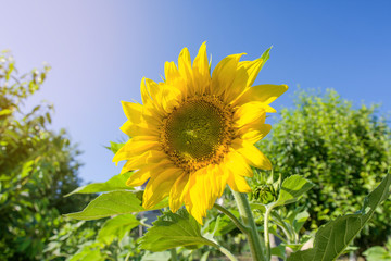 Beautiful Sun Flower In Sunny Summer Day
