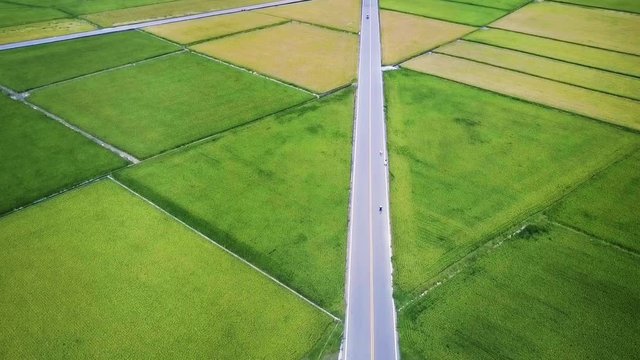 Aerial view of cyclists riding on Mr. Brown Avenue surrounded by rice fields. Fly over shot. Chishang. Taiwan. June 2017.